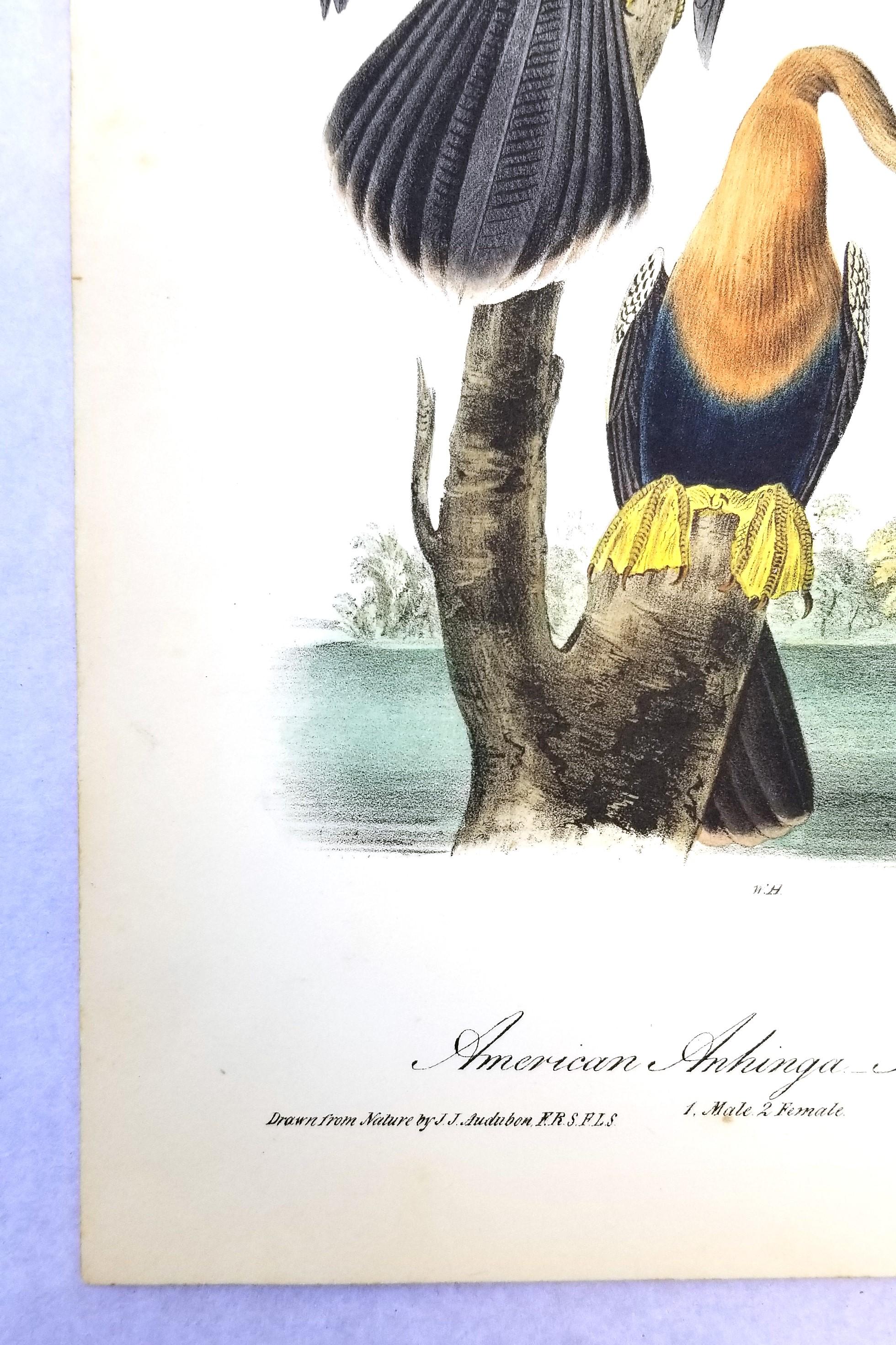 Anhinga americana - Uccello serpente /// John James Audubon Ornitologia Storia naturale in vendita 3