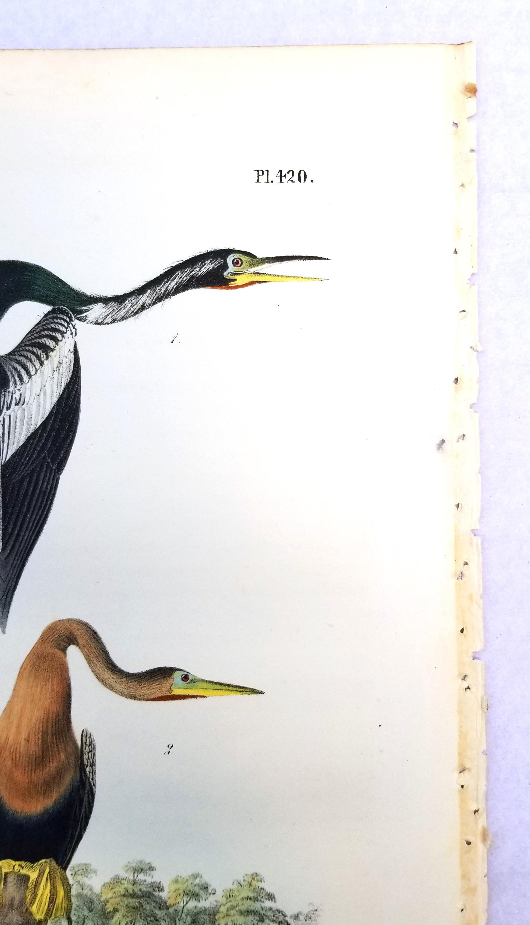Anhinga americana - Uccello serpente /// John James Audubon Ornitologia Storia naturale in vendita 5