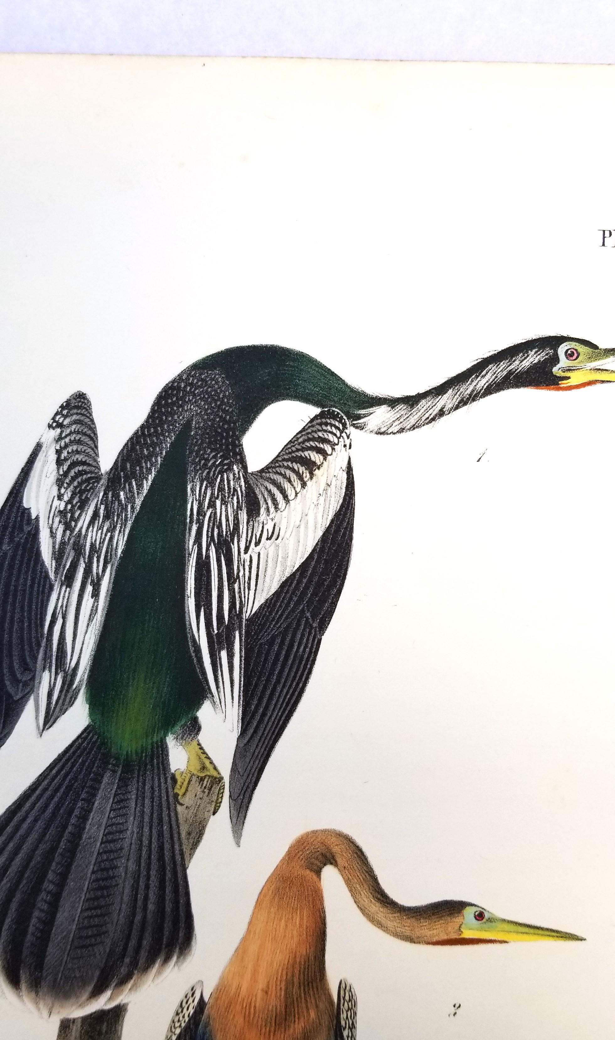 Anhinga americana - Uccello serpente /// John James Audubon Ornitologia Storia naturale in vendita 7