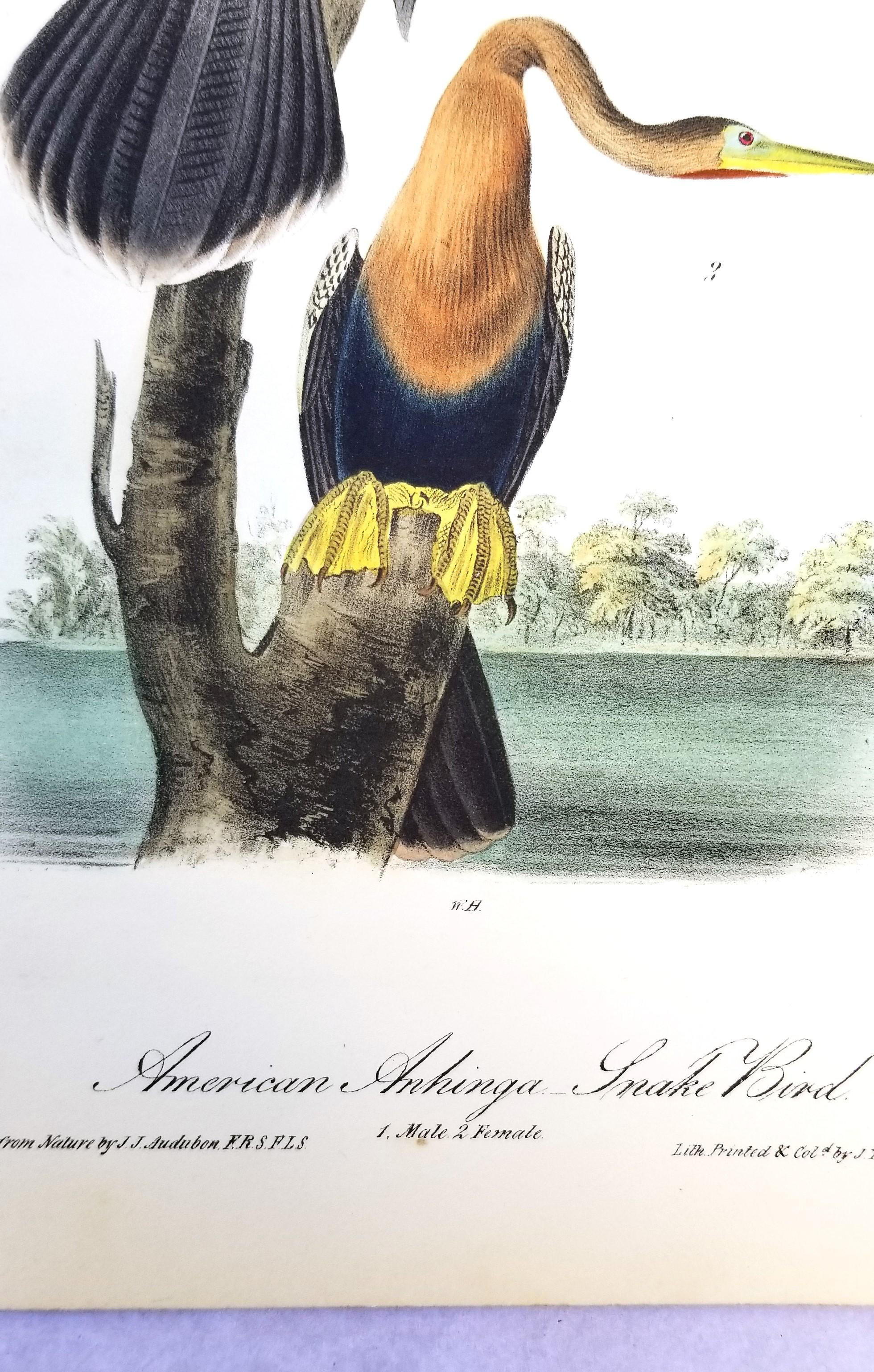 Anhinga americana - Uccello serpente /// John James Audubon Ornitologia Storia naturale in vendita 8