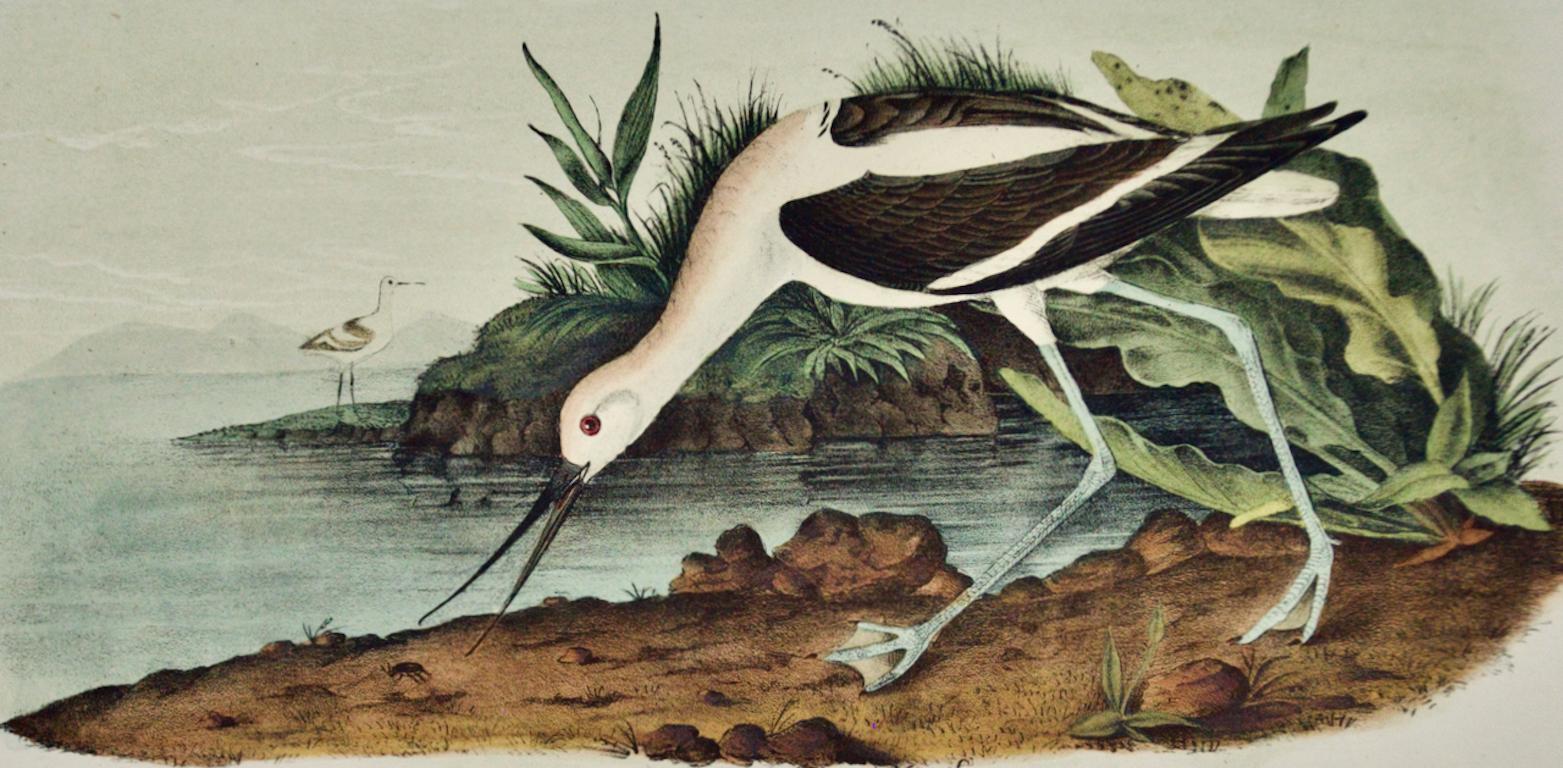 Avocat américain : une lithographie d'oiseaux audubons du 19e siècle colorée à la main - Print de John James Audubon