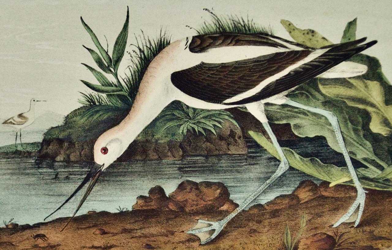 American Avocet: An 19th Century Audubon Hand-colored Bird Lithograph - Naturalistic Print by John James Audubon