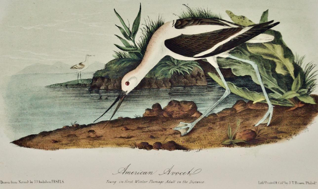 This is an original 19th century John James Audubon hand-colored lithograph entitled 