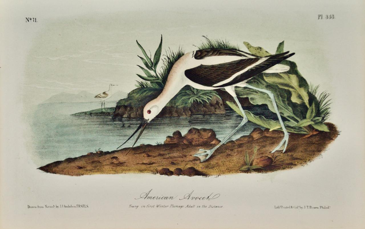 John James Audubon Animal Print - American Avocet: An 19th Century Audubon Hand-colored Bird Lithograph