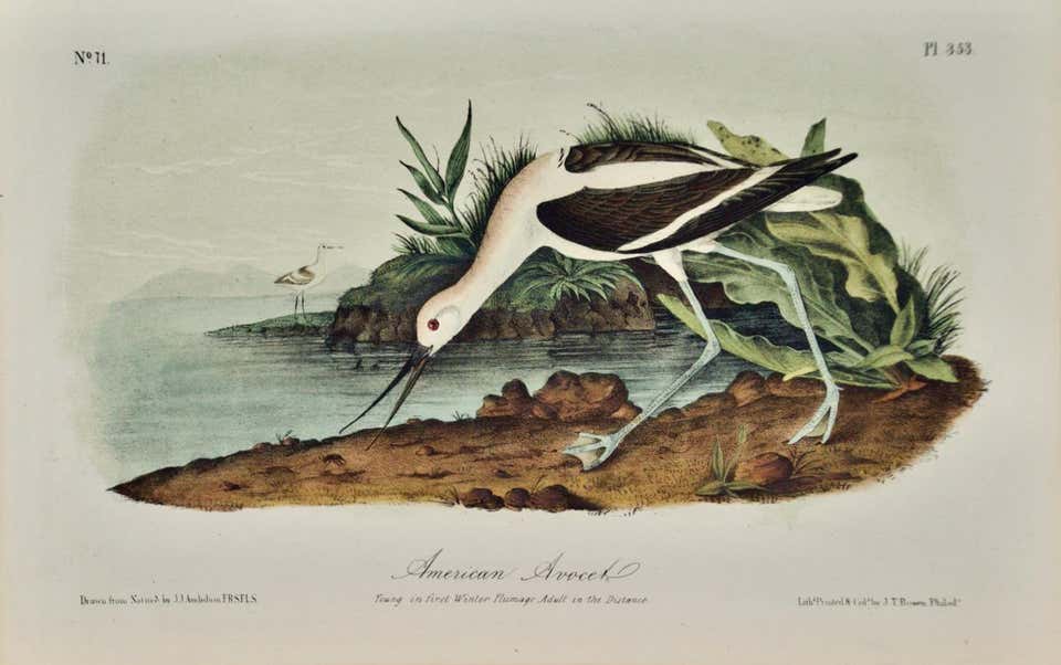 John James Audubon Louisiana Heron An Original 19th C Audubon Hand john-james-audubon-louisiana-heron-an-original-19th-c-audubon-hand