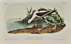 Avocat américain : une lithographie d'oiseaux audubons du 19e siècle colorée à la main
