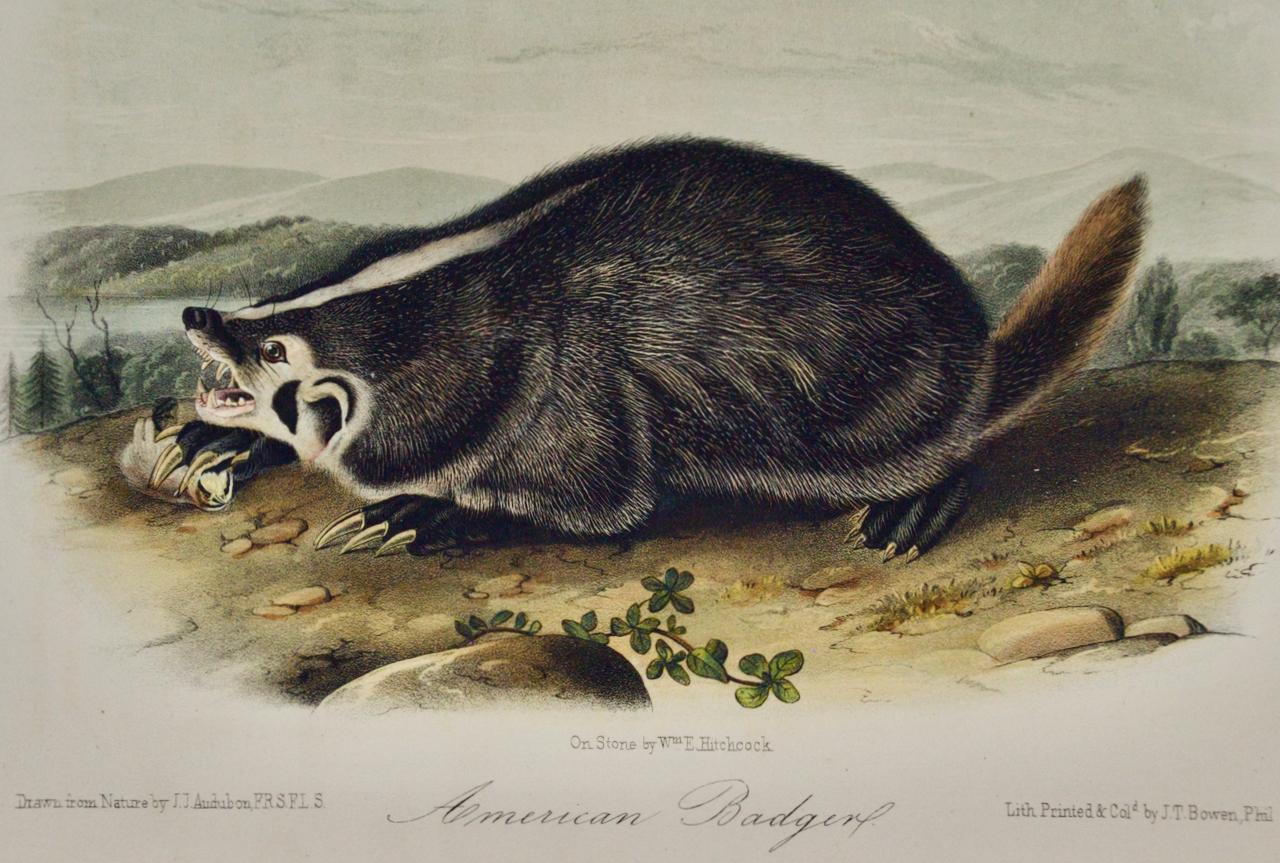 American Badger: An Original 19th Century Audubon Hand-colored Lithograph - Print by John James Audubon
