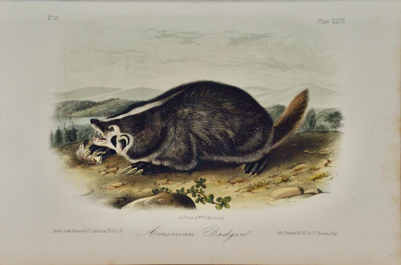 John James Audubon Animal Print - American Badger: An Original 19th Century Audubon Hand-colored Lithograph