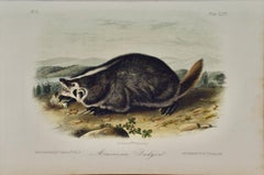 American Badger: An Original 19th Century Audubon Hand-colored Lithograph