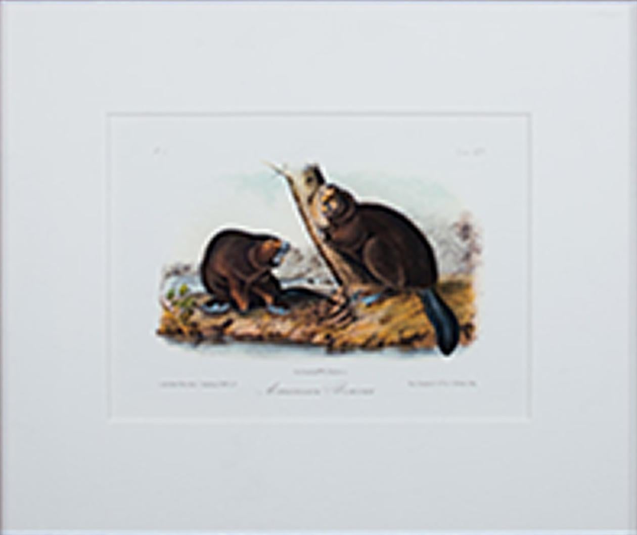 John James Audubon Animal Print - "American Beaver Plate #46 Bowen Edition Octavo Suite, Quadruped" Litho