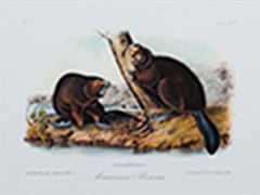 "American Beaver Plate #46 Bowen Edition Octavo Suite, Quadruped" Litho