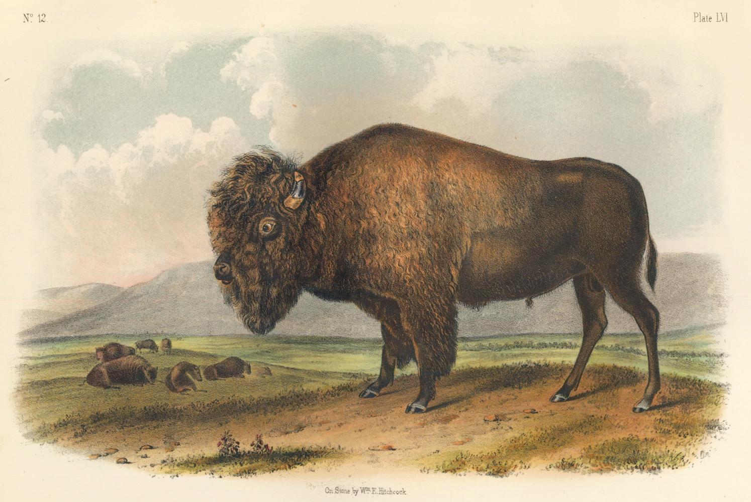John James Audubon Animal Print - American Bison or Buffalo