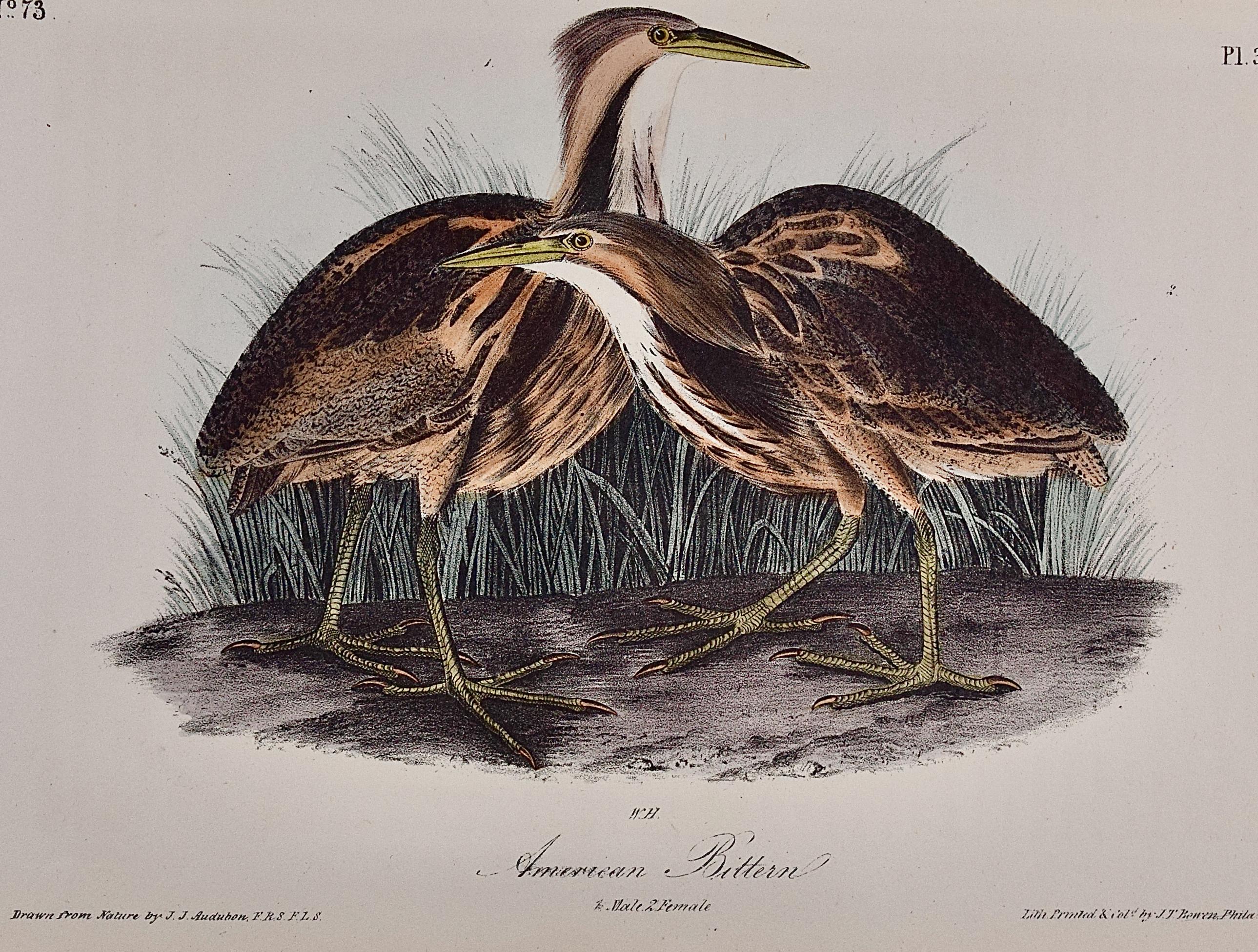 Bittern American: An Original 1st Ed. Lithographie d'oiseaux colorée à la main Audubon  - Print de John James Audubon