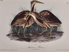American Bittern: An Original 1st Ed. Audubon Hand-colored Bird Lithograph