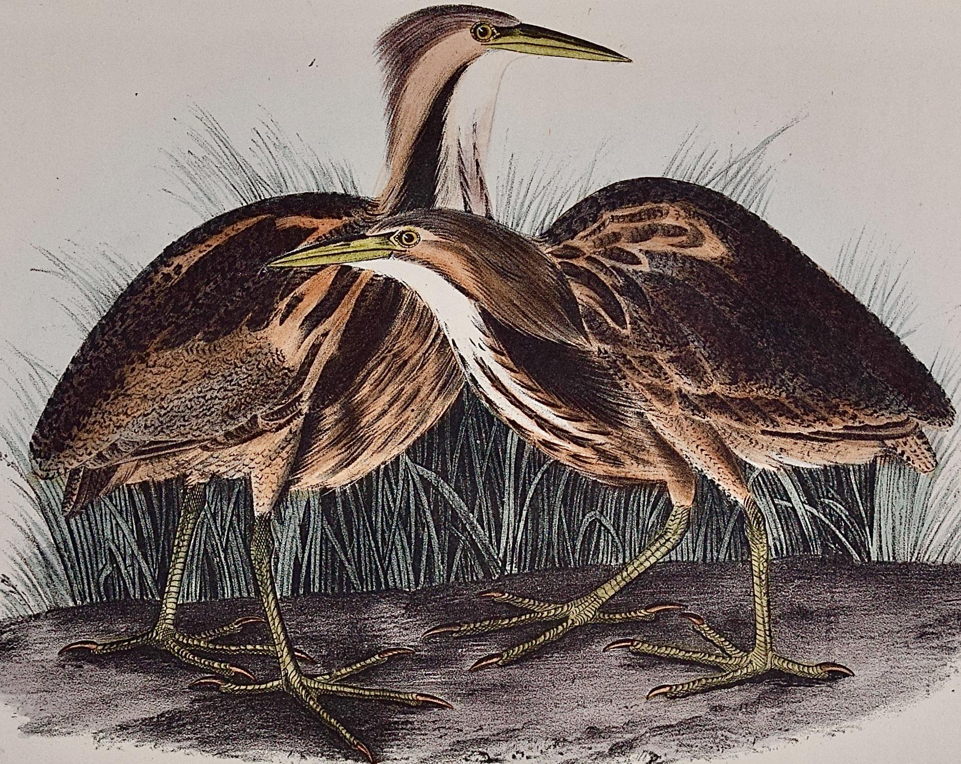 Amerikanisches Bittern: Ein Original, 1. Auflage. Handkolorierte Vogellithographie von Audubon  (Naturalismus), Print, von John James Audubon