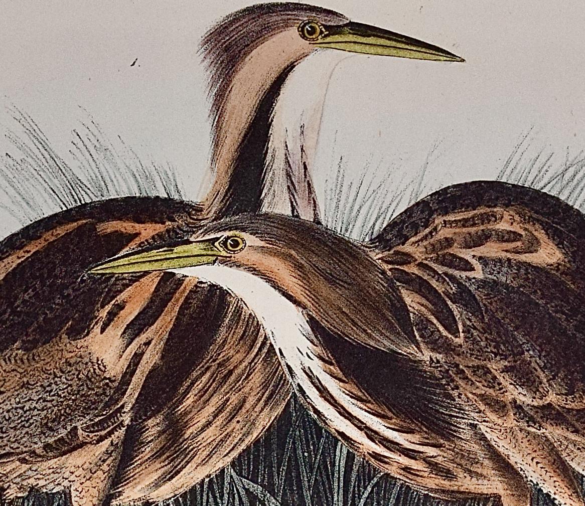 Bittern American: An Original 1st Ed. Lithographie d'oiseaux colorée à la main Audubon  - Gris Landscape Print par John James Audubon