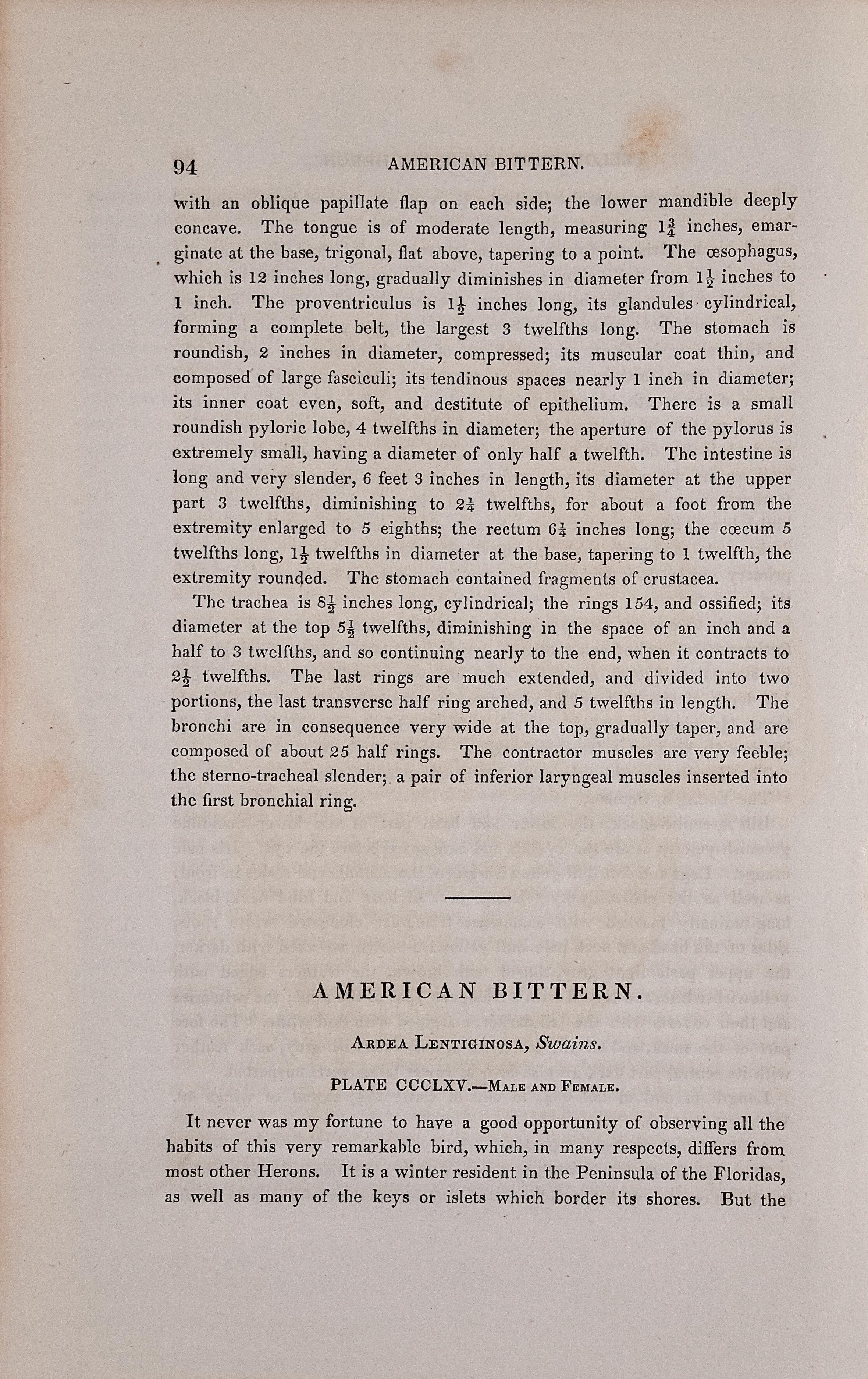 Il s'agit d'une lithographie originale du 19ème siècle, 1ère édition octavo de John James Audubon, coloriée à la main, intitulée 