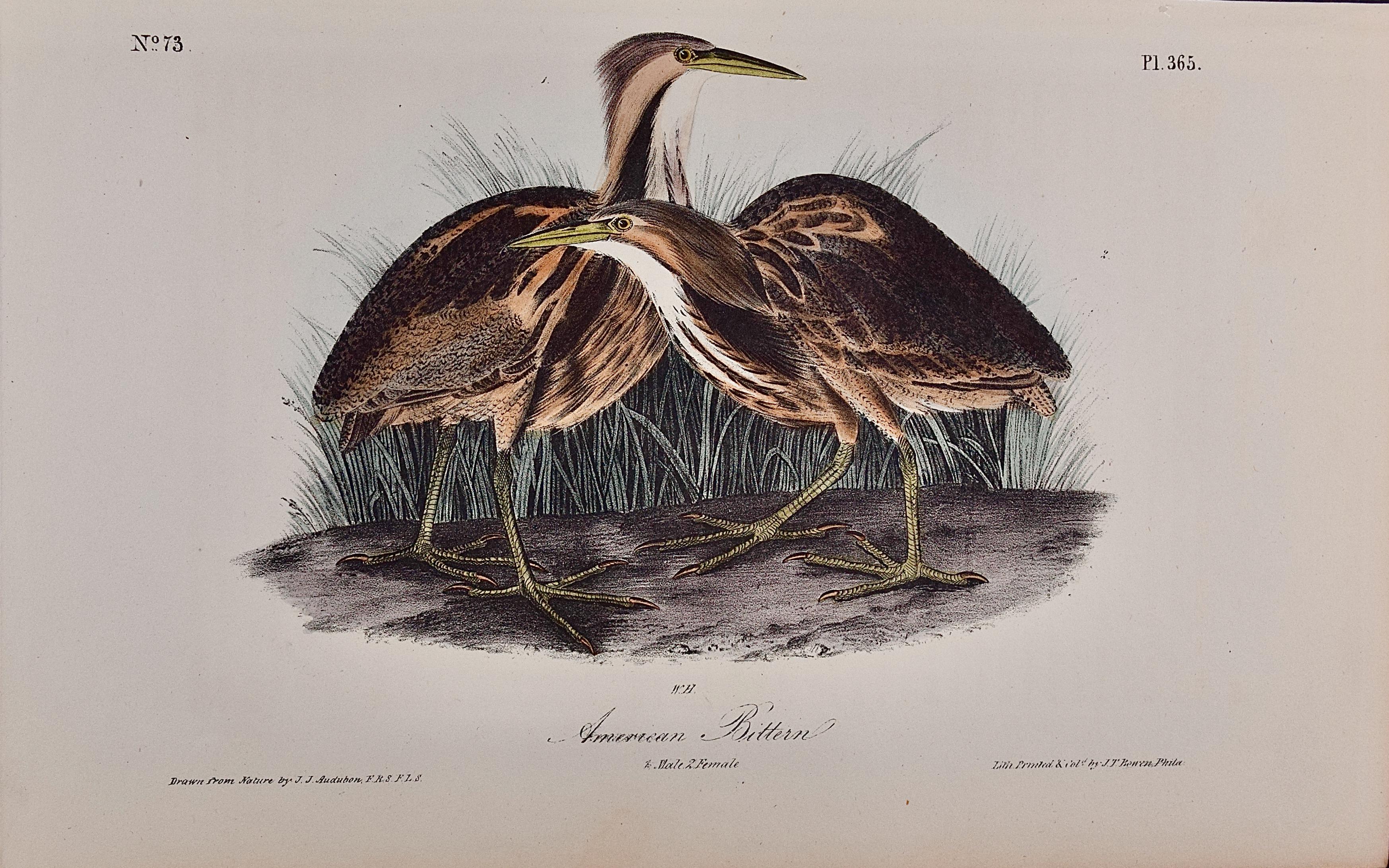 American Bittern: An Original 1st Ed. Audubon Hand-colored Bird Lithograph 