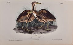 American Bittern: An Original 1st Ed. Audubon Hand-colored Bird Lithograph 