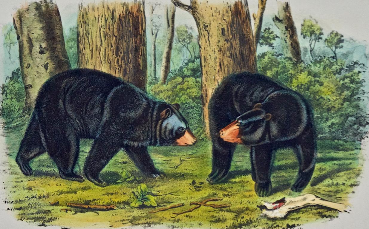 American Black Bear: Original 19th C. Audubon Hand Colored Quadruped Lithograph - Print by John James Audubon