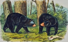American Black Bear: Original 19th C. Audubon Hand Colored Quadruped Lithograph