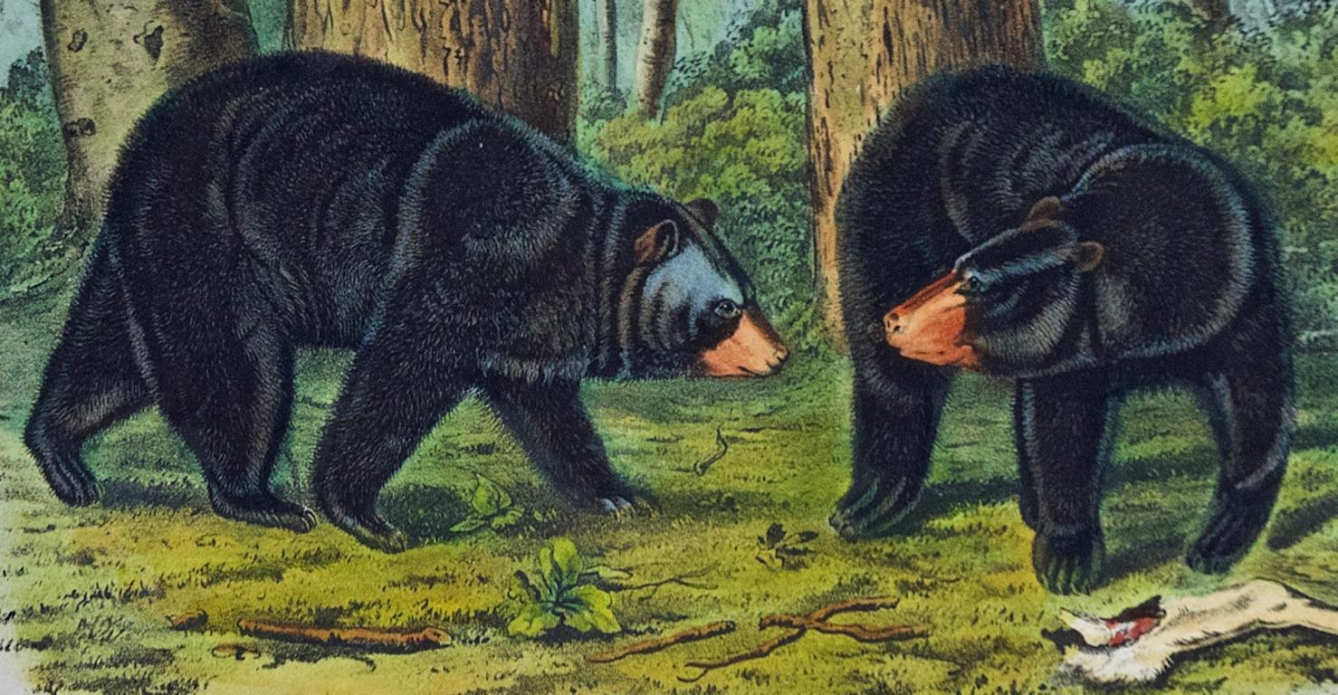 American Black Bear: Original 19th C. Audubon Hand Colored Quadruped Lithograph - Naturalistic Print by John James Audubon