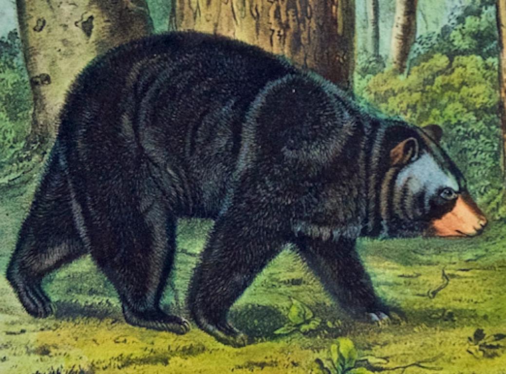This is an original John James Audubon hand-colored royal octavo lithograph entitled 