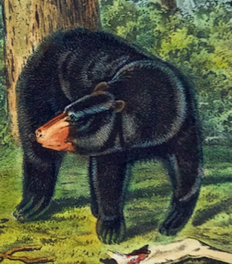 American Black Bear: Original 19th C. Audubon Hand Colored Quadruped Lithograph For Sale 1