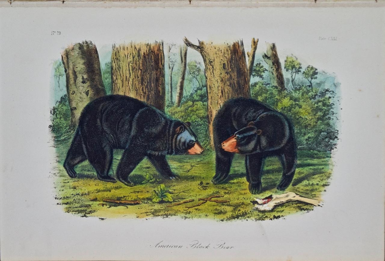 John James Audubon Landscape Print - American Black Bear: Original 19th C. Audubon Hand Colored Quadruped Lithograph