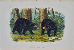 American Black Bear: Original 19th C. Audubon Hand Colored Quadruped Lithograph
