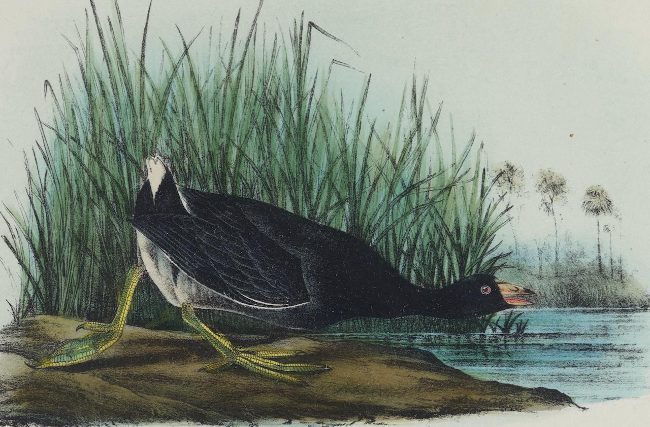 American Coot : une lithographie originale d'Audubon du 19e siècle, colorée à la main  - Print de John James Audubon