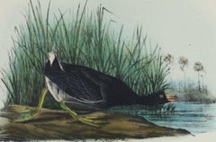 American Coot: An Original 19th C. Audubon Hand-colored Bird Lithograph
