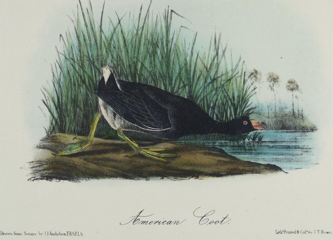 American Coot : une lithographie originale d'Audubon du 19e siècle, colorée à la main  - Naturalisme Print par John James Audubon