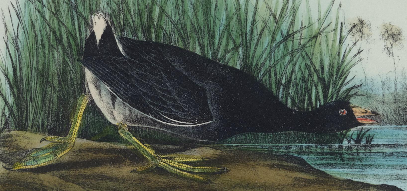 Il s'agit d'une lithographie originale du 19ème siècle de John James Audubon, coloriée à la main, intitulée 