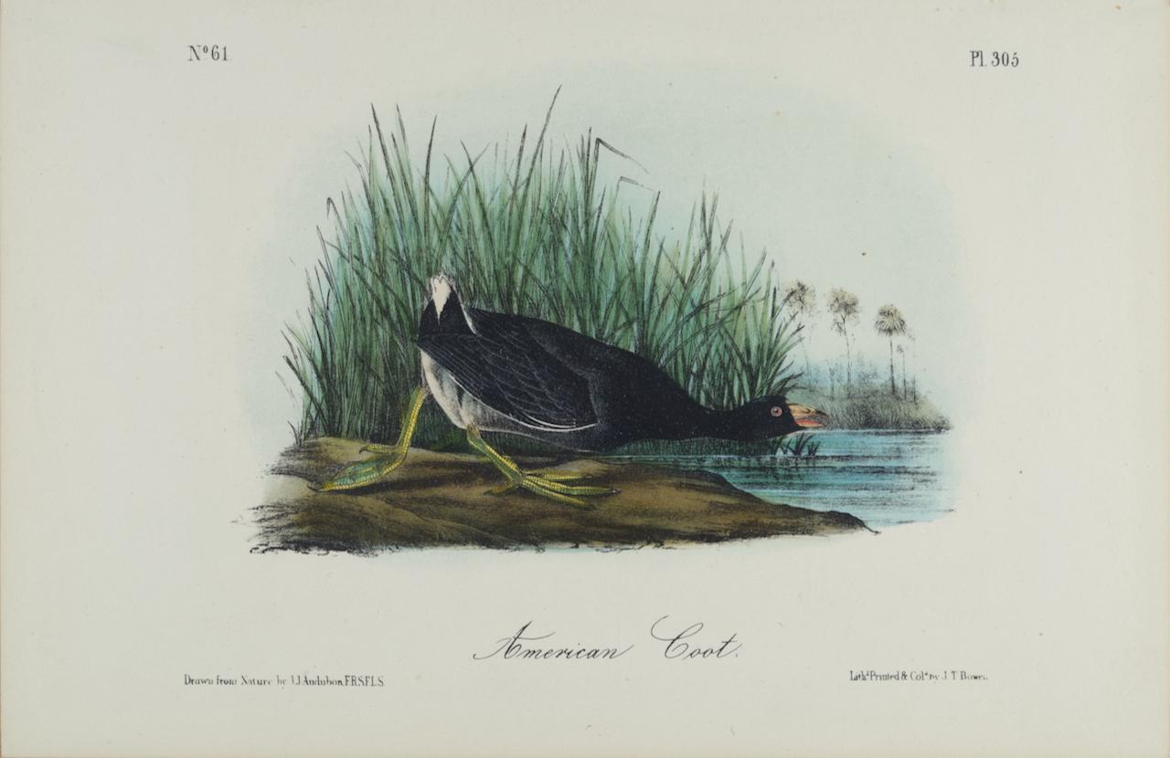 American Coot : une lithographie originale d'Audubon du 19e siècle, colorée à la main 