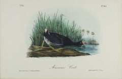 American Coot: An Original 19th C. Audubon Hand-colored Bird Lithograph 