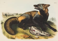 American Cross Fox