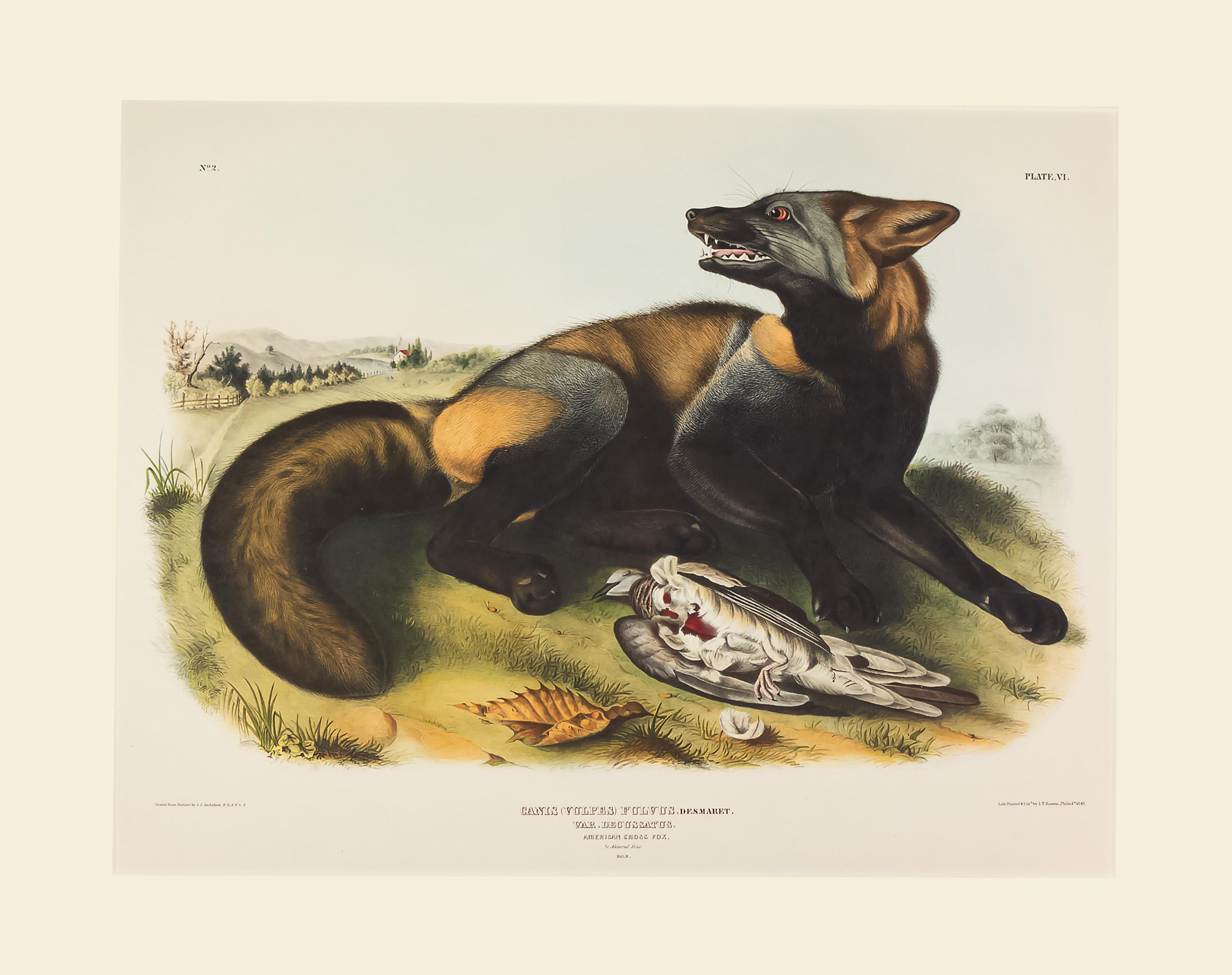 John James Audubon Animal Print - American Cross Fox