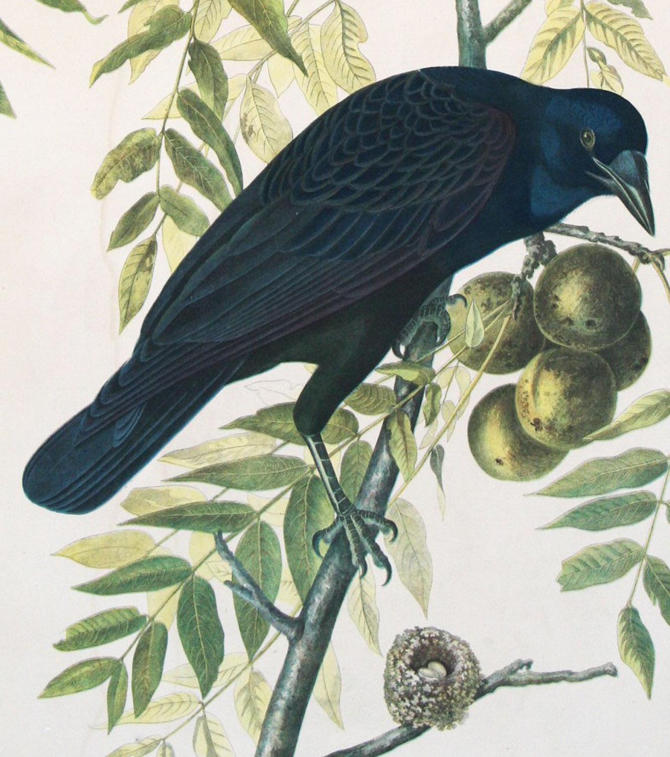 American Crow 1858 Chromolithograph by J.J. Audubon Plate, Julius Bien Edition - Print by John James Audubon