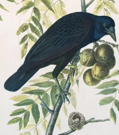 Cuervo americano 1858 Cromolitografía de J.J. Placa de Audubon, edición Julius Bien