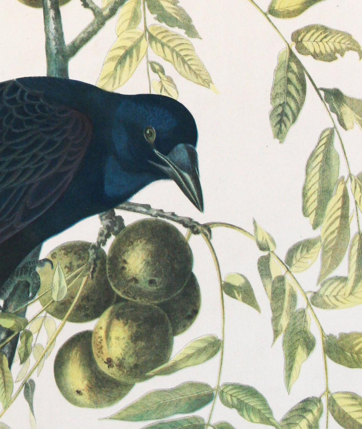 American Crow 1858 Chromolithograph by J.J. Audubon Plate, Julius Bien Edition - Naturalistic Print by John James Audubon