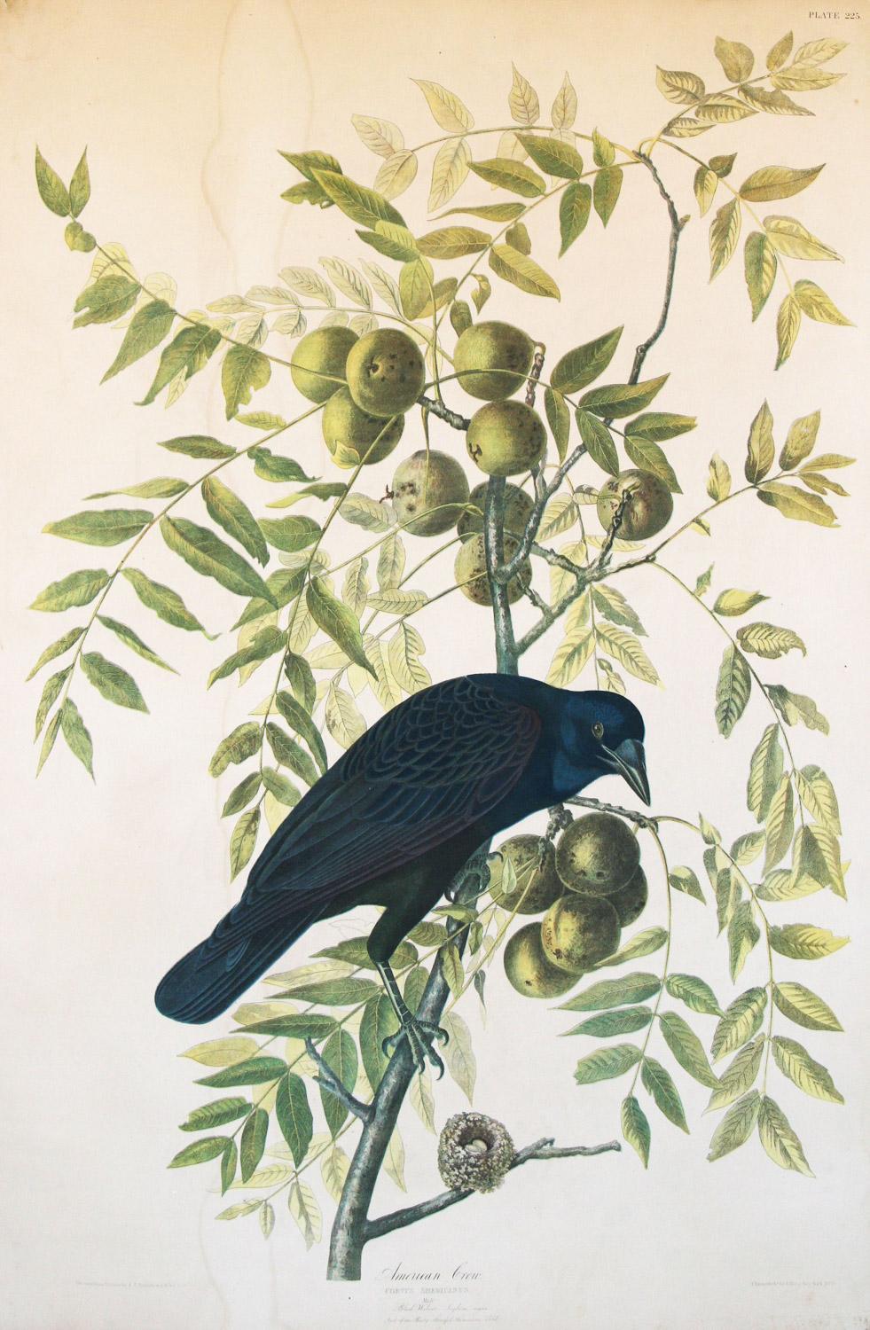 American Crow 1858 Chromolithograph by J.J. Audubon Plate, Julius Bien Edition