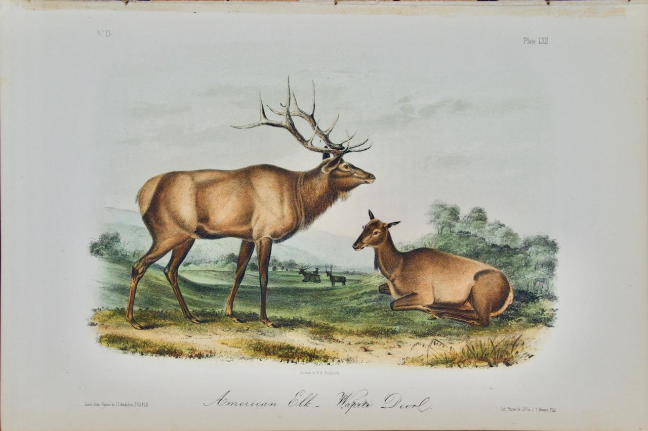 John James Audubon Landscape Print - "American Elk": An Original Audubon 19th Century Hand-colored Lithograph 