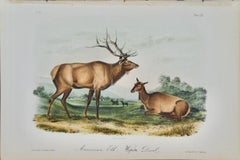 "American Elk": An Original Audubon 19th Century Hand-colored Lithograph 
