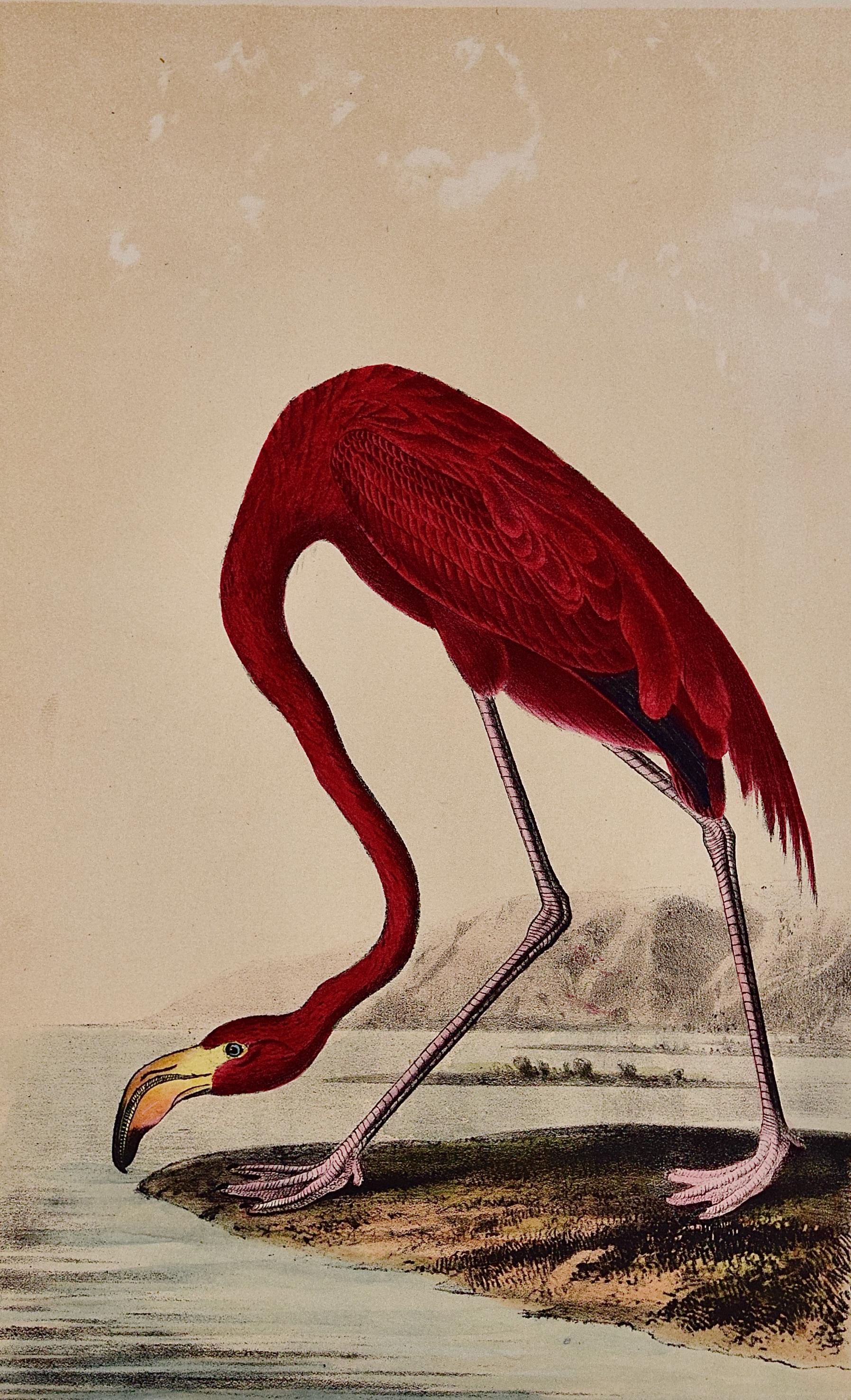 American Flamingo: An Original Audubon Hand-colored Bird Lithograph  - Print by John James Audubon