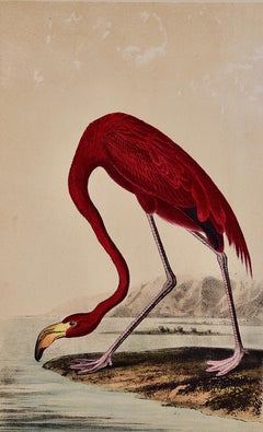 American Flamingo: An Original Audubon Hand-colored Bird Lithograph