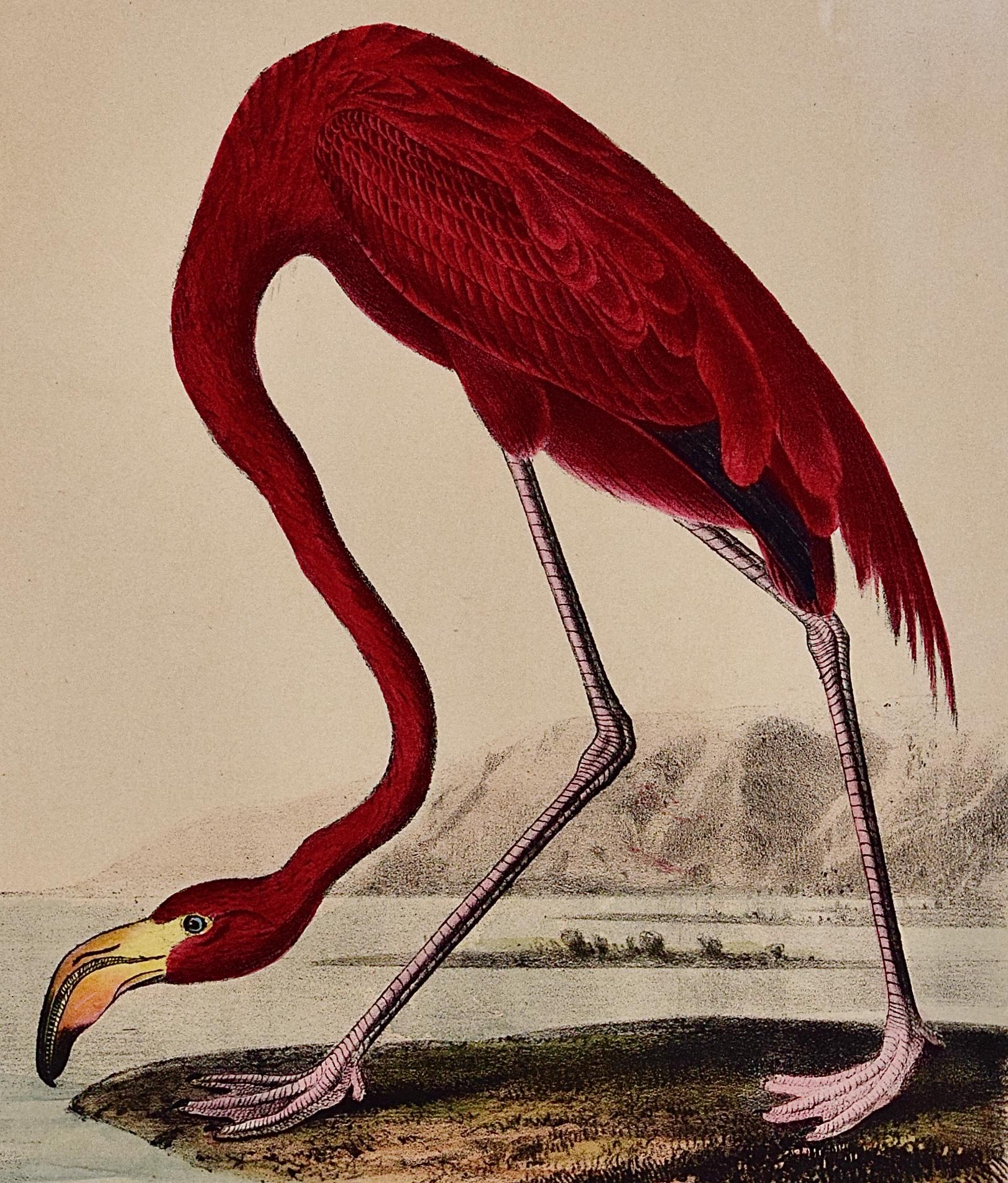 audubon flamingo original
