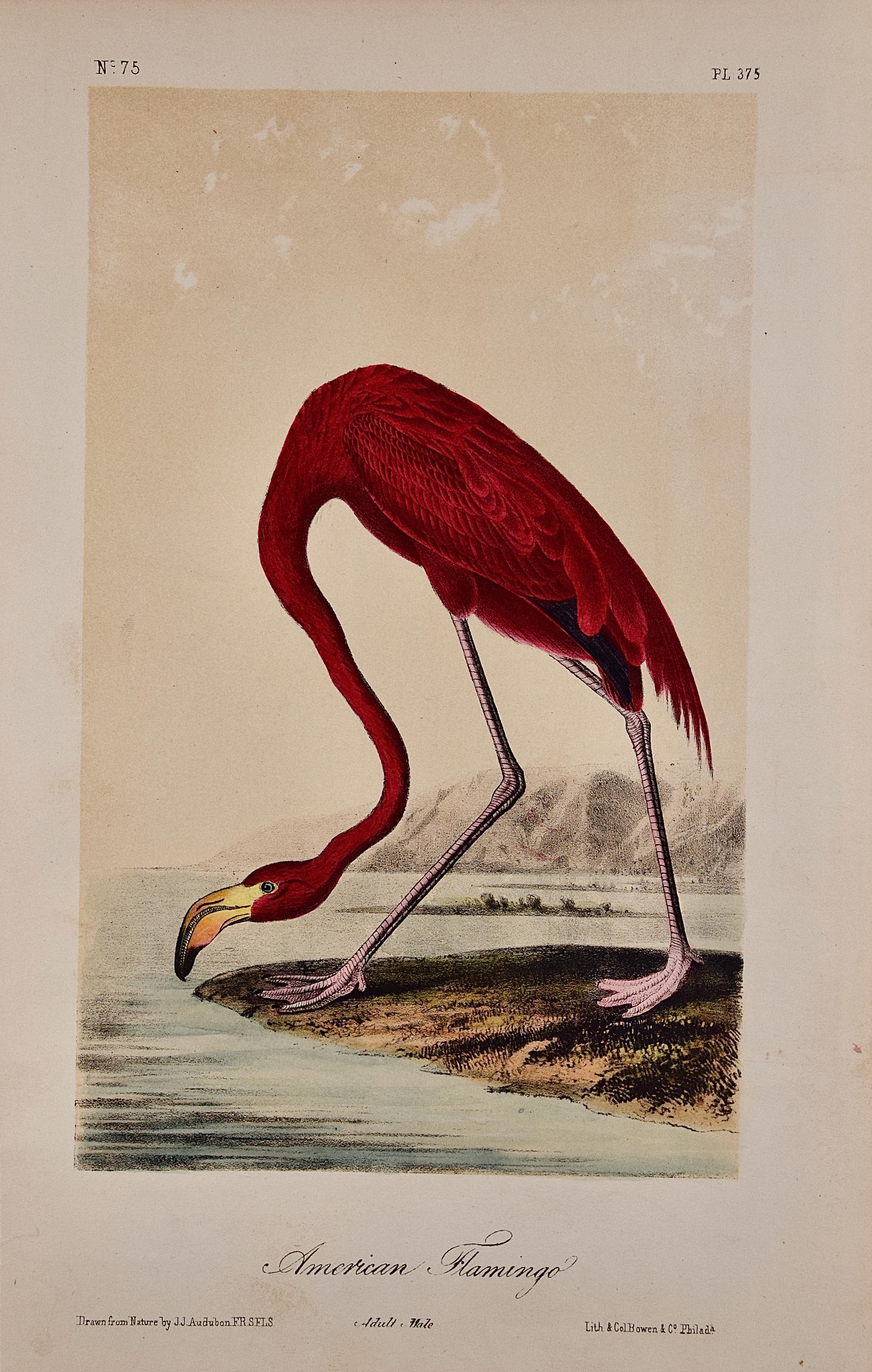 John James Audubon Landscape Print - American Flamingo: An Original Audubon Hand-colored Bird Lithograph 