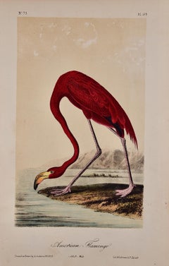 Antique American Flamingo: An Original Audubon Hand-colored Bird Lithograph 