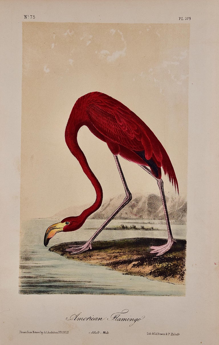 John James Audubon American Flamingo An Original Audubon Hand